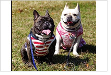 日本ペット服手作り協会認定の犬服講座